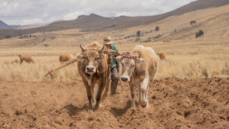 Dans les hauts plateaux boliviens, un agriculteur laboure sa terre au rythme des traditions ancestrales, au cœur des débats soulevés par l’accord de libre-échange entre l’Union européenne et le Mercosur sur l’avenir des agricultures locales