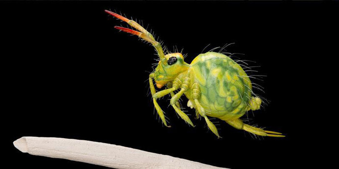 BiodiverCITY. Courtesy of Royal Belgian Institute of Natural Sciences