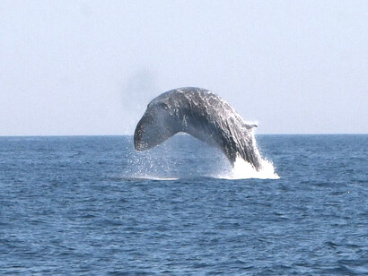 Rorcual común, también llamado ballena de aleta, es una especie de cetáceo misticeto de la familia Balaenopteridae