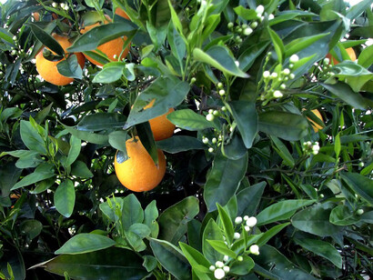 Bitterorange Plant
