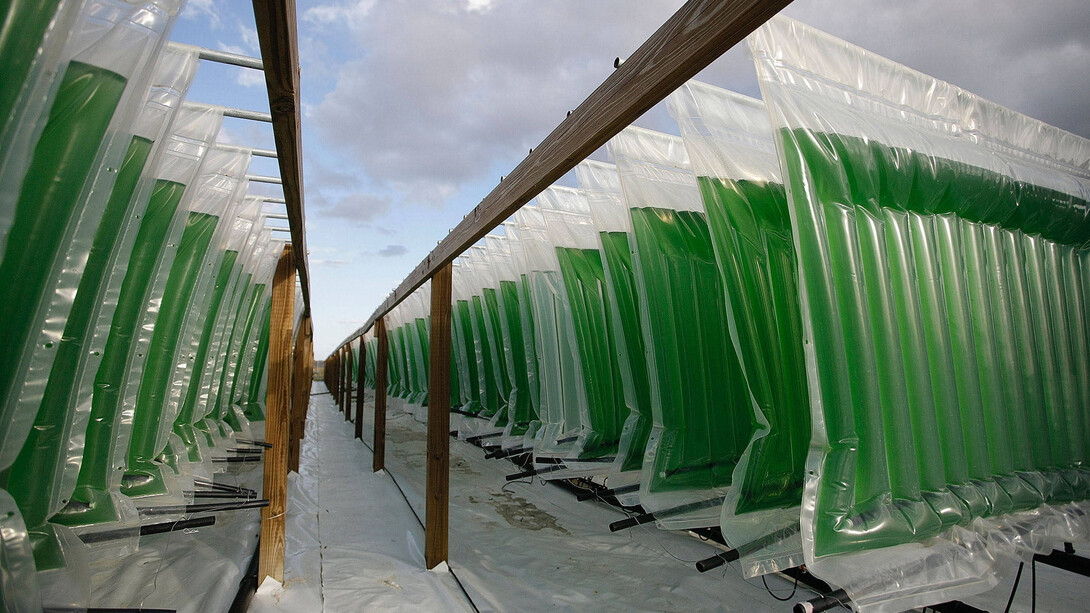 Bioreaktoren in Fort Myers, Florida, 2015 © Algenol Biofuels