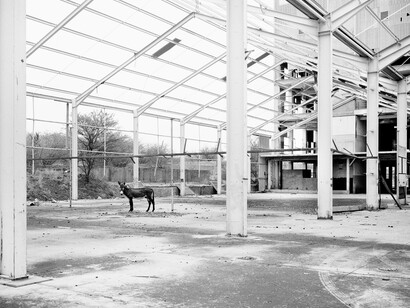 Jo Ractliffe (South African, born 1961)
Donkey, Pomfret Asbestos Mine, 2011
From the series The Borderlands
Inkjet print, 2015
On loan from the artist, courtesy Stevenson, Cape Town and Johannesburg
© Jo Ractliffe. Courtesy of Stevenson, Cape Town and Johannesburg