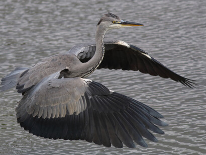 Grey Heron © Gehan de Silva Wijeyeratne