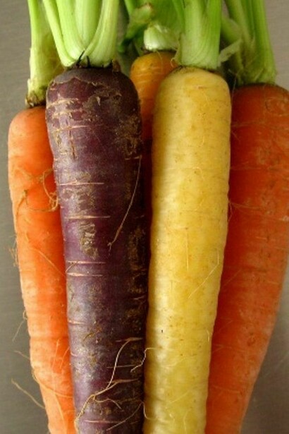 Carote fresche