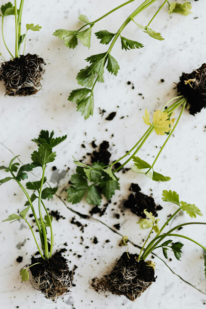 É importante ressaltar que nem todo mato ou planta encontrada em casa pode ser consumida