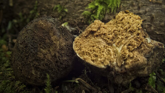 Truffle ©Scott Darbey
