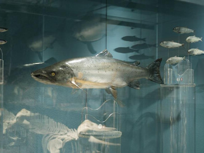 Life in the seas, exhibition view. Courtesy of the Latvian National Museum of Natural History