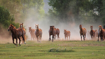 Ecological Ranching in California