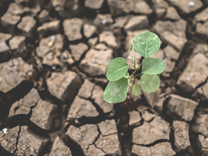 Against the backdrop of global warming, trees exhibit resilience as they flourish in parched, cracked soil during the dry season