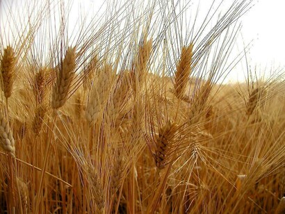 Campi di grano in Israele