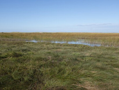 Mary Lang, Bay View Trail, Wellfleet Bay Wildlife Sanctuary, Wellfleet, MA, October 2023. Courtesy of the artist and Kingston Gallery