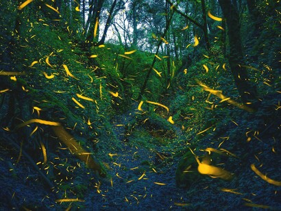 Lucciole a Amecameca de Juárez, Messico