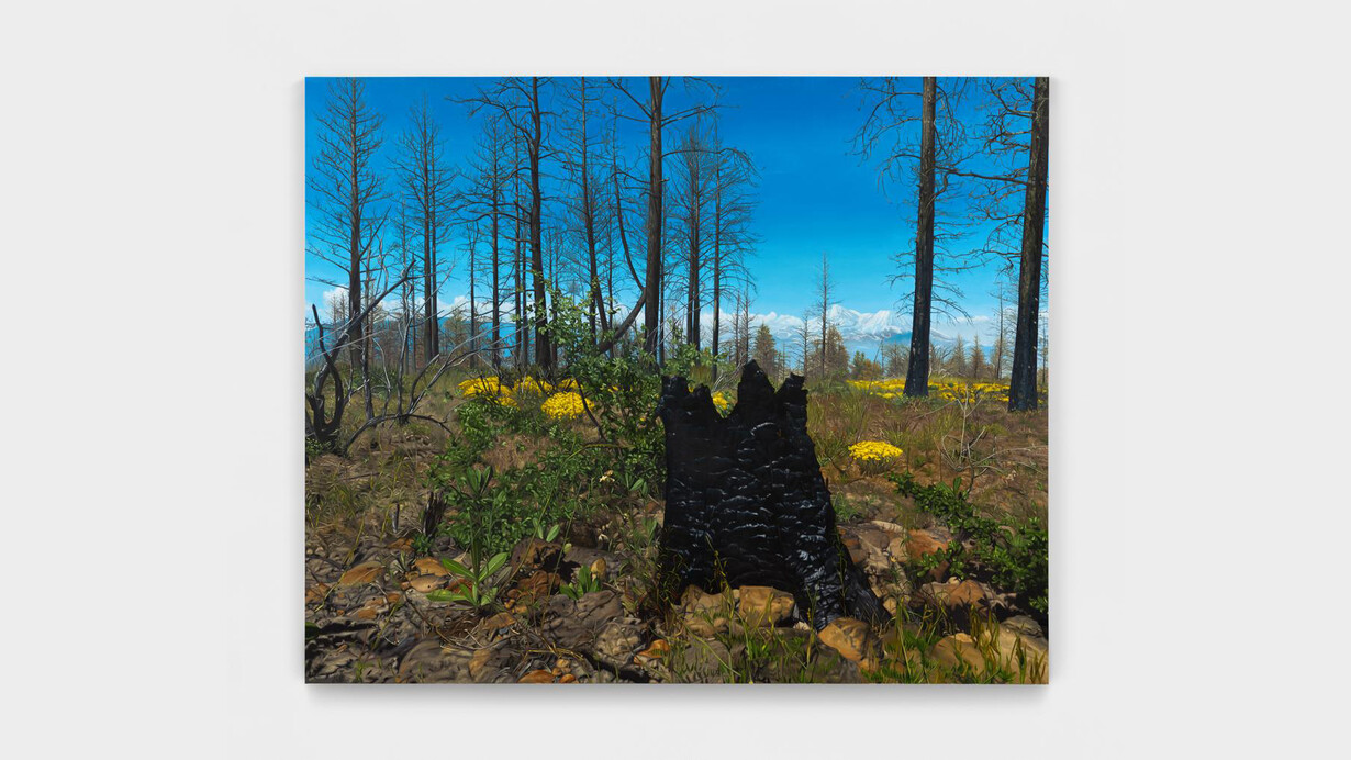 John Seal, Shasta-Trinity National Forest 1, 2023. Oil on canvas, 44”h x 54”w (112 x 137cm). Courtesy of Harkawik Gallery