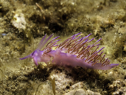 Flabellina affinis