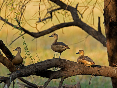 Lesser Whistling Ducks © Rana and Sugandhi (belurs)