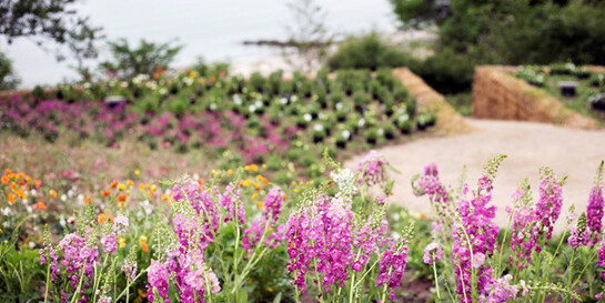 The Garden. The Future. Courtesy of ARoS 