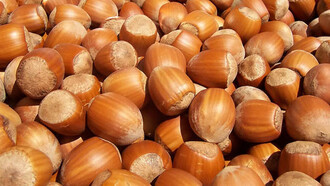 La celebre nocciola Tonda Gentile delle Langhe