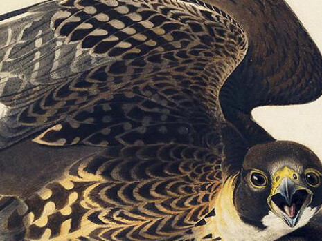 Audubon’s Birds of America Focus Gallery. Courtesy of New-York Historical Society