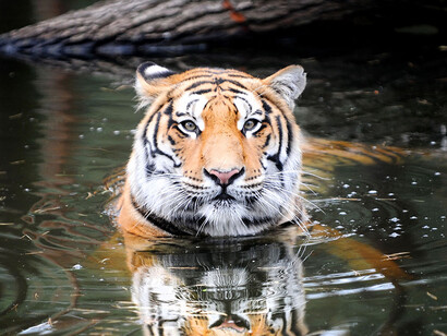 A Tiger in Bandipur National Park