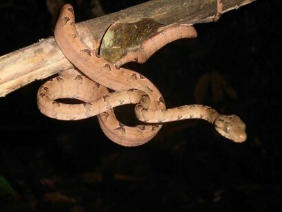 Snake in the Amazon