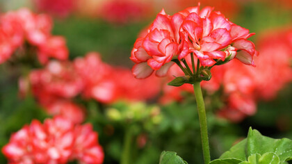 La naturaleza renacida sigue su impulso ancestral