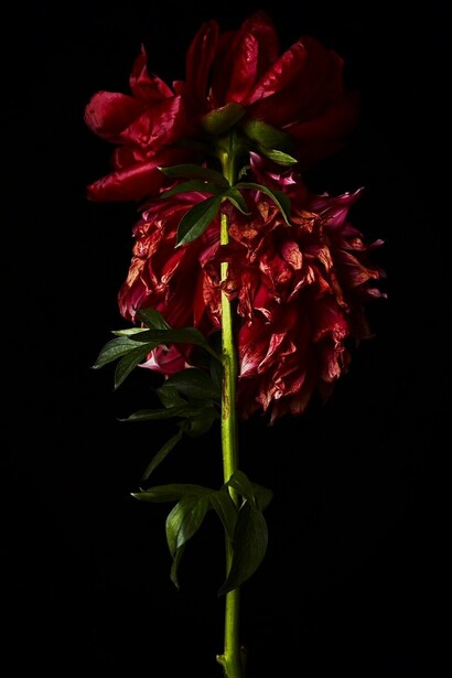 Azuma Makoto. Flowers