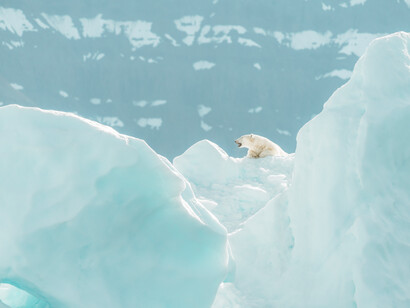 Artico, ghiacci perenni e orsi polari. Sono un Patrimonio dell’Umanità da conservare e proteggere!