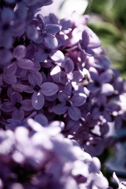 Son imágenes que crecen fuertes y altas como los tallos de las habichuelas que Juanito plantó en el suelo y de las que brotaron las enredaderas que lo llevaron al castillo del ogro