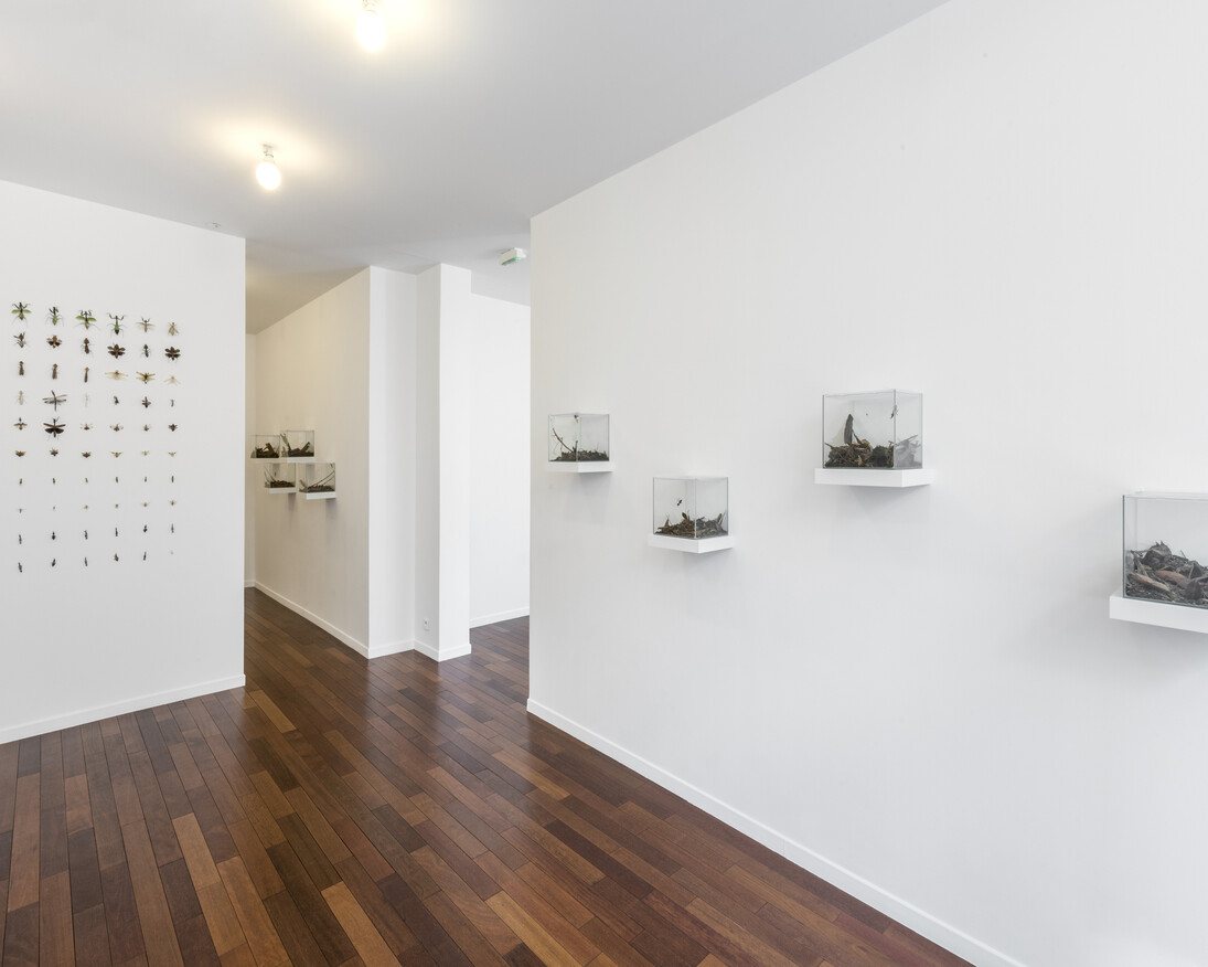 Coquelicots, Exhibition view. Courtesy of MFC - Michèle Didier