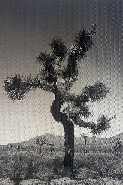 Fernando Bengoechea, Karma tree no. 1. Courtesy of Cristina Grajales Gallery