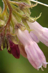 Symphytum officinale