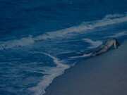 Au Tze Long 區子朗, Yang 01. Courtesy of Blue Lotus Gallery