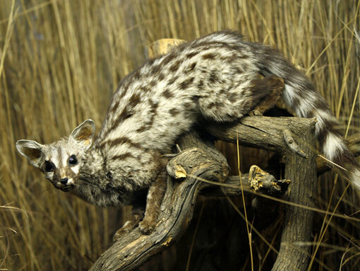 Mammals, exhibition view. Courtesy of National Museum Bloemfontein
