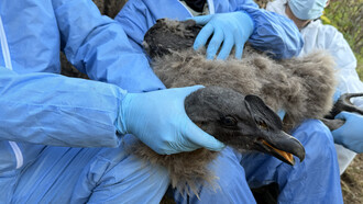 La supervivencia del cóndor andino enfrenta una amenaza crítica, pero iniciativas científicas comienzan a abrir una ventana de esperanza para su conservación