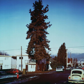 Jeff Wall, The Pine on the corner, 1990, JPMorgan Chase Art Collection, Courtesy of the Artist and Marian Goodman Gallery