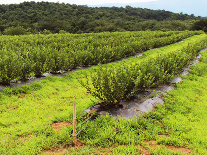 Blueberry farm in Georgia