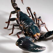 Spiders and Myriapods. Courtesy of Museum für Naturkunde