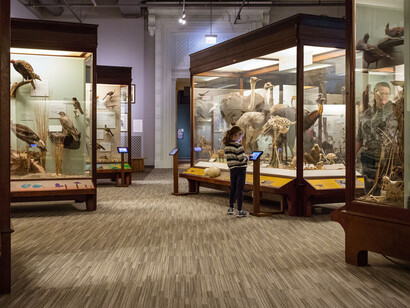 Ronald and Christina Gidwitz Hall of Birds. Courtesy of Field Museum