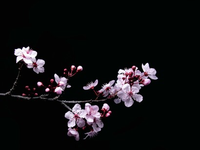 Fiori di ciliegio. Ognuno di noi sta compiendo il proprio percorso e deve confrontarsi con la fragilità, con il tempo sospeso