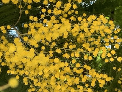 Acacia dealbata