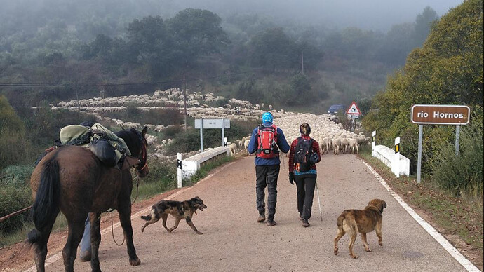 Entre las transiciones ecológica y digital, se trata de observar cómo el ecosistema responde a la interacción de la presión del pastoreo extensivo como a las estaciones del año y también a los fenómenos meteorológicos extremos, como las sequías o lluvias intensas en el contexto del cambio climático. Jaén, España