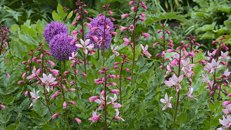 Una pianta di Amaracus Dictamnus