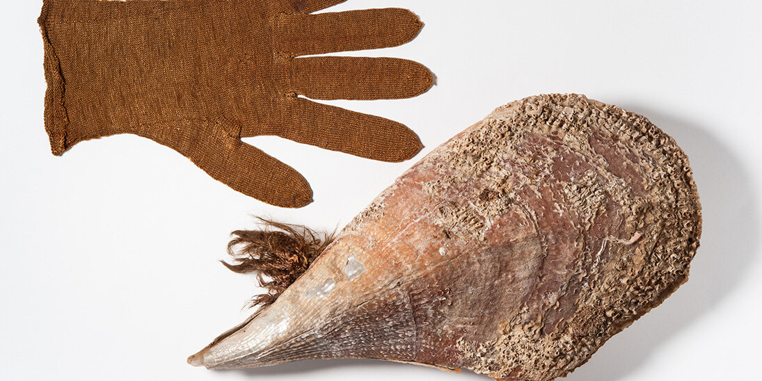 Molluscs. Courtesy of Museum für Naturkunde