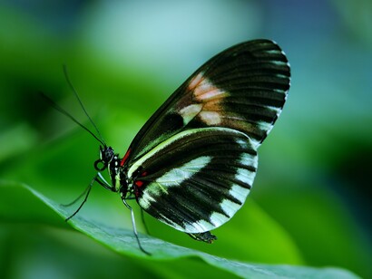 Desperte a borboleta interior, viva sem se comparar e liberte-se das expectativas impostas pela sociedade