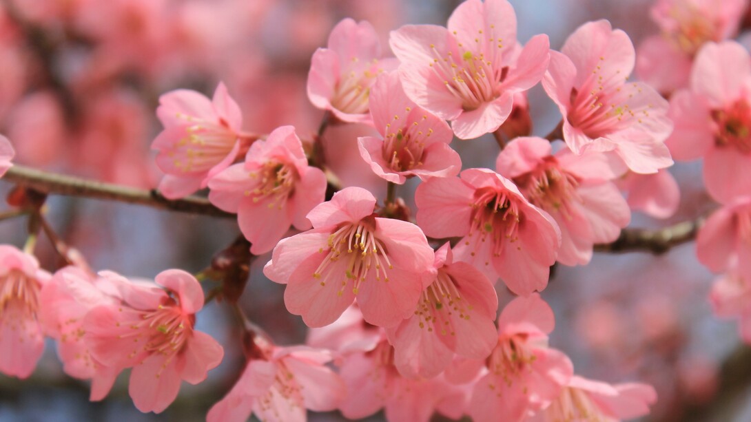 Ciliegio in fiore