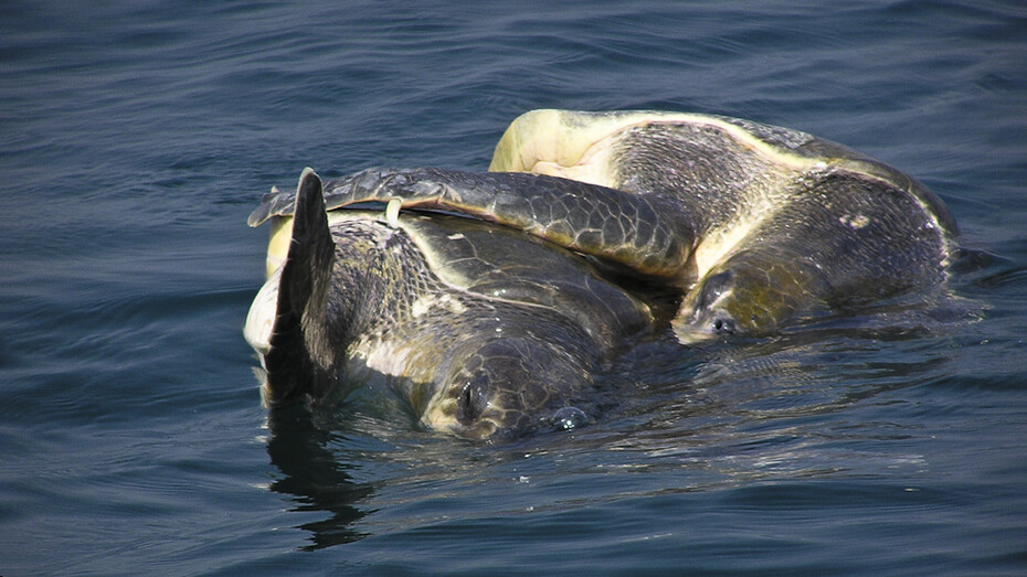 Olive Ridley turtles mating, off east India's coast - their right to thrive has to be protected © Ashish Kothari