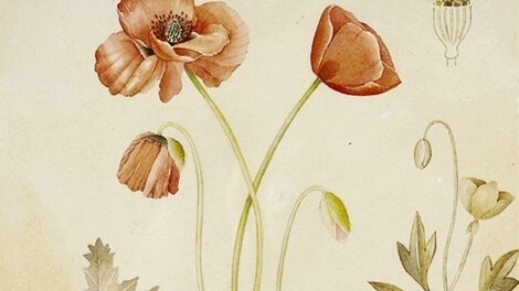 Le Tavole botaniche di Mariella Busi De Logu