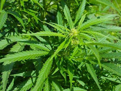 Plantación de cannabis