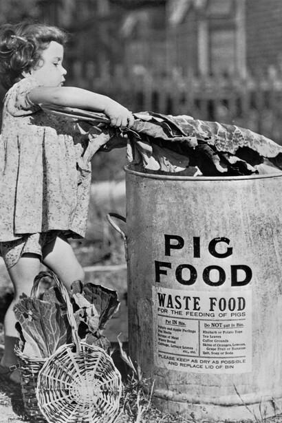 A young child putting kitchen waste into a municipal pig bin at Kingston-upon-Thames, Surrey. These scraps were then collected, treated and fed to pigs