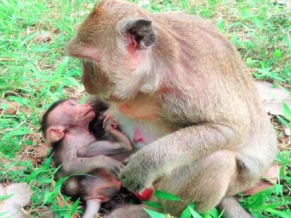 Mothers, at a given moment, decide that their offspring have to start feeding themselves